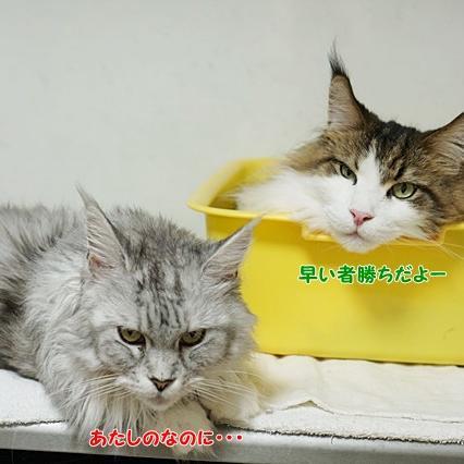 広告