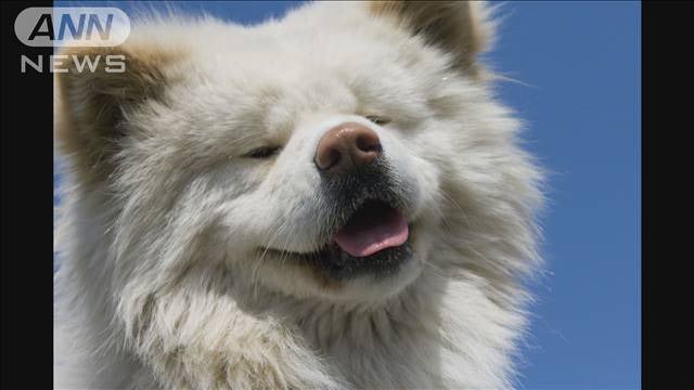 【映像】“ブサかわ犬”で人気の秋田犬「わさお」死ぬ