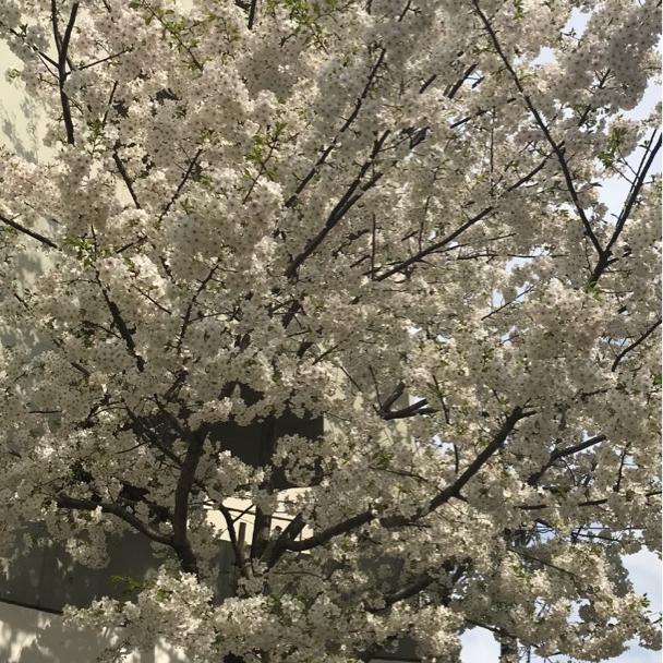 小林麻耶 一人が「楽」すぎる