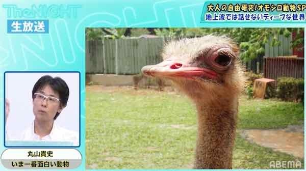 目玉よりも軽い脳みそ 残念すぎる動物・ダチョウが絶滅しなかった理由