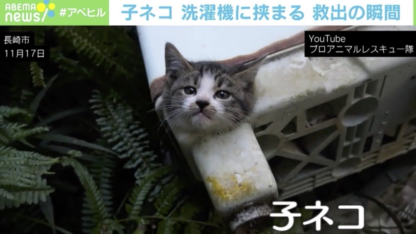 【映像】洗濯機に挟まった子ネコ 救出の瞬間