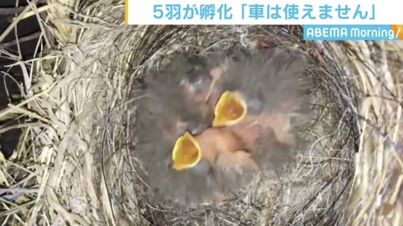 車のフロントバンパー裏側で5羽が孵化 カメラに口を開けるヒナ