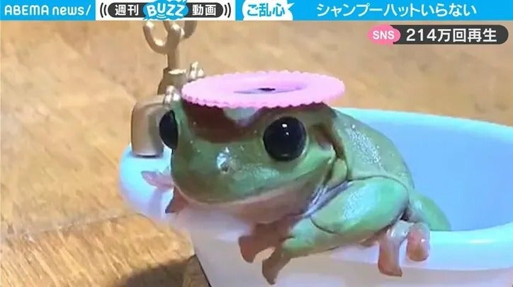 カエルの予想外の行動に「何回でも見ちゃう」と200万回超再生