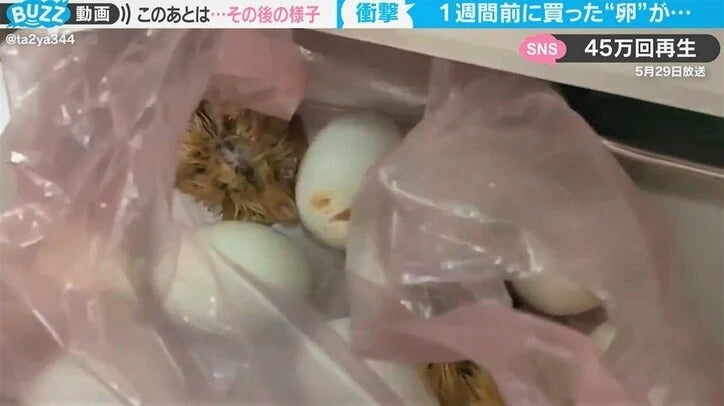 食用の卵が1週間で続々と孵化「無限増殖状態」驚きの展開に