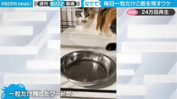 ご飯を“一粒”だけ残す猫 謎行動に隠された理由に「涙出そう」