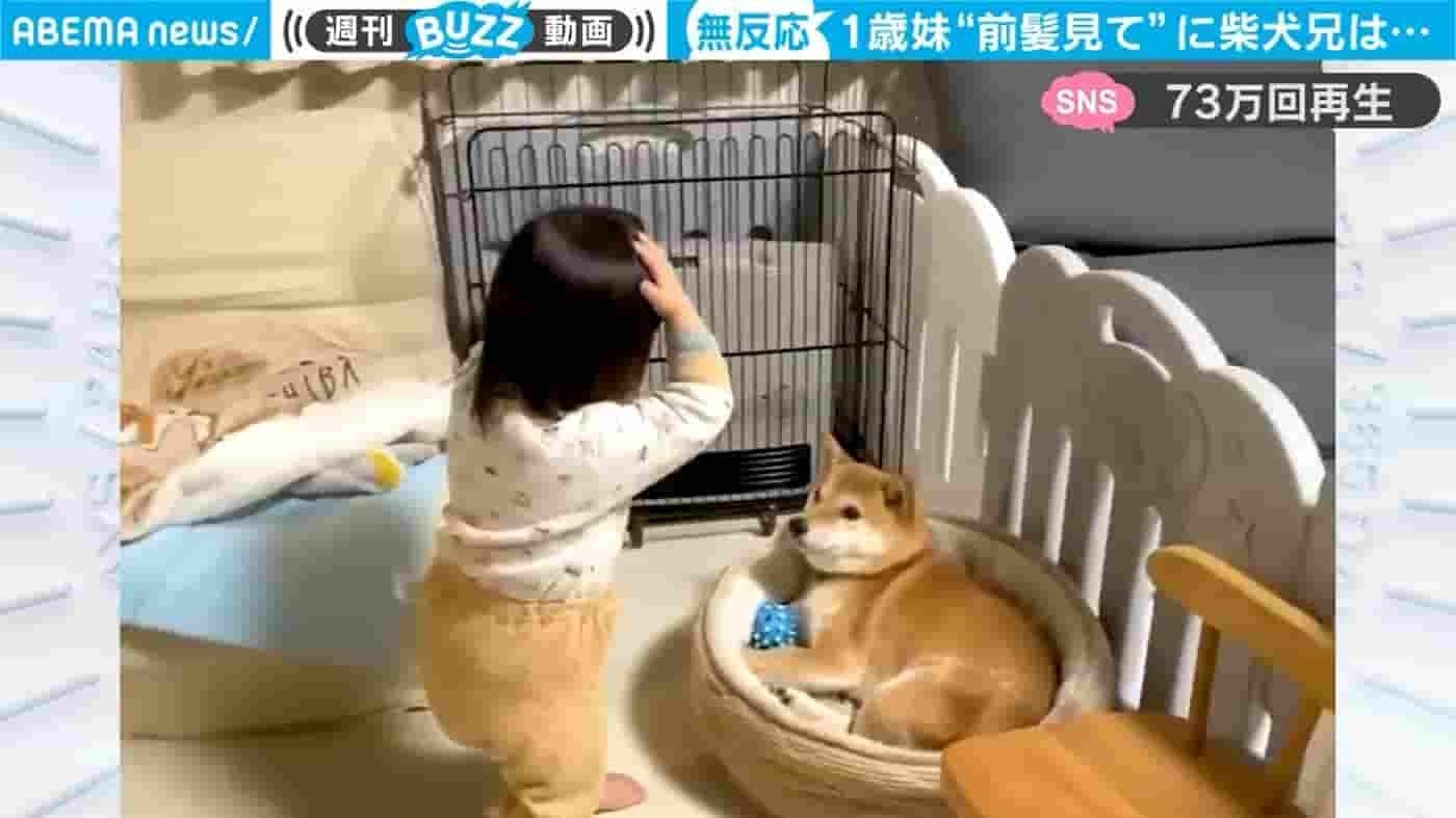 「前髪、パッツンだよ～」1歳妹の猛アピールに柴犬の困惑ぶりが話題