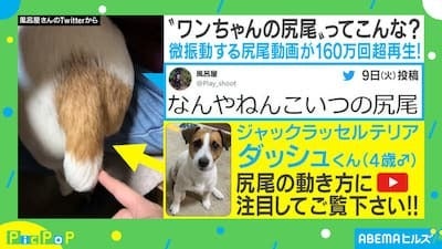 バネが入ってる？ 微振動する“犬の尻尾”に再生数160万超の反響
