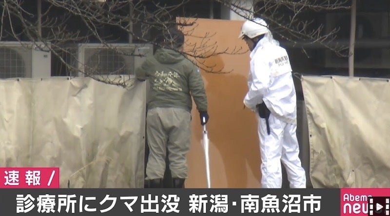 南魚沼市の医療施設の建物内にクマが侵入 バリケードを張って捕獲へ