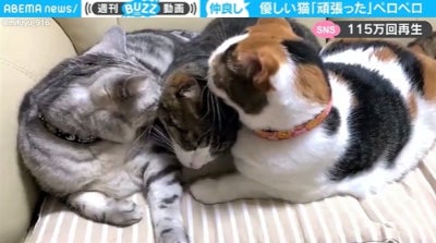 病院帰りの猫を仲間の猫がペロペロ “ほっこり”映像115万回再生