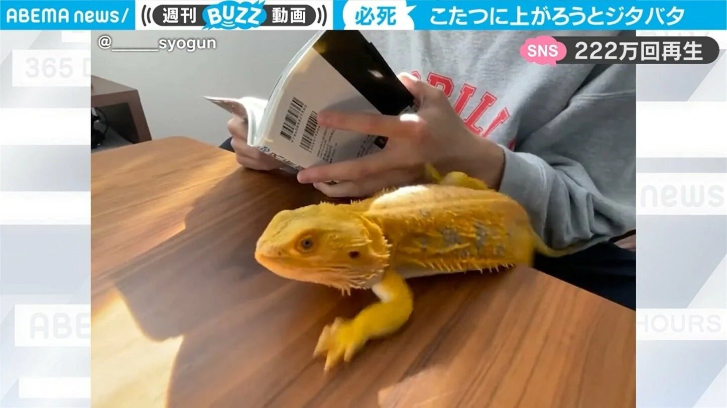 「申し訳ないけど面白い」トカゲに訪れた衝撃結末がコントのよう