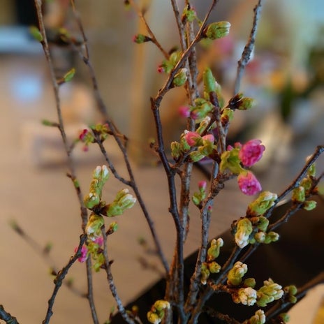 秋野暢子 まだ蕾な我が家の桜の画像