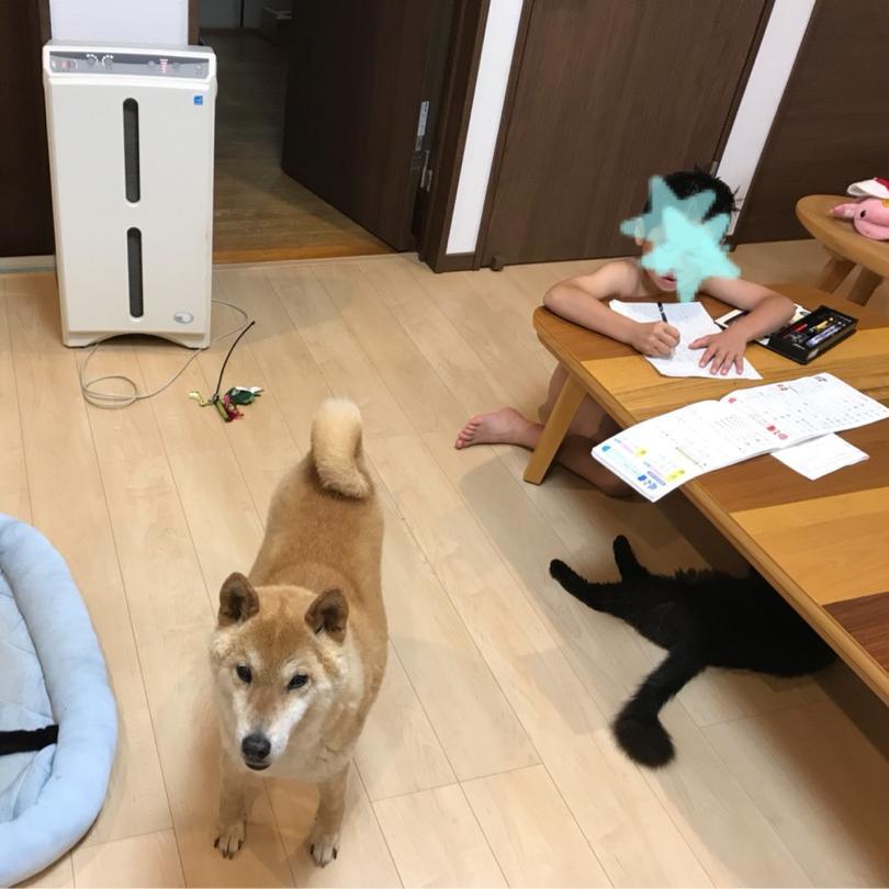 広告