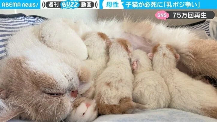 子猫が熾烈な乳ポジ争い、猫パンチの応酬